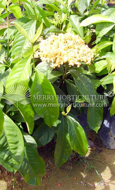 Ixora javanica yellow